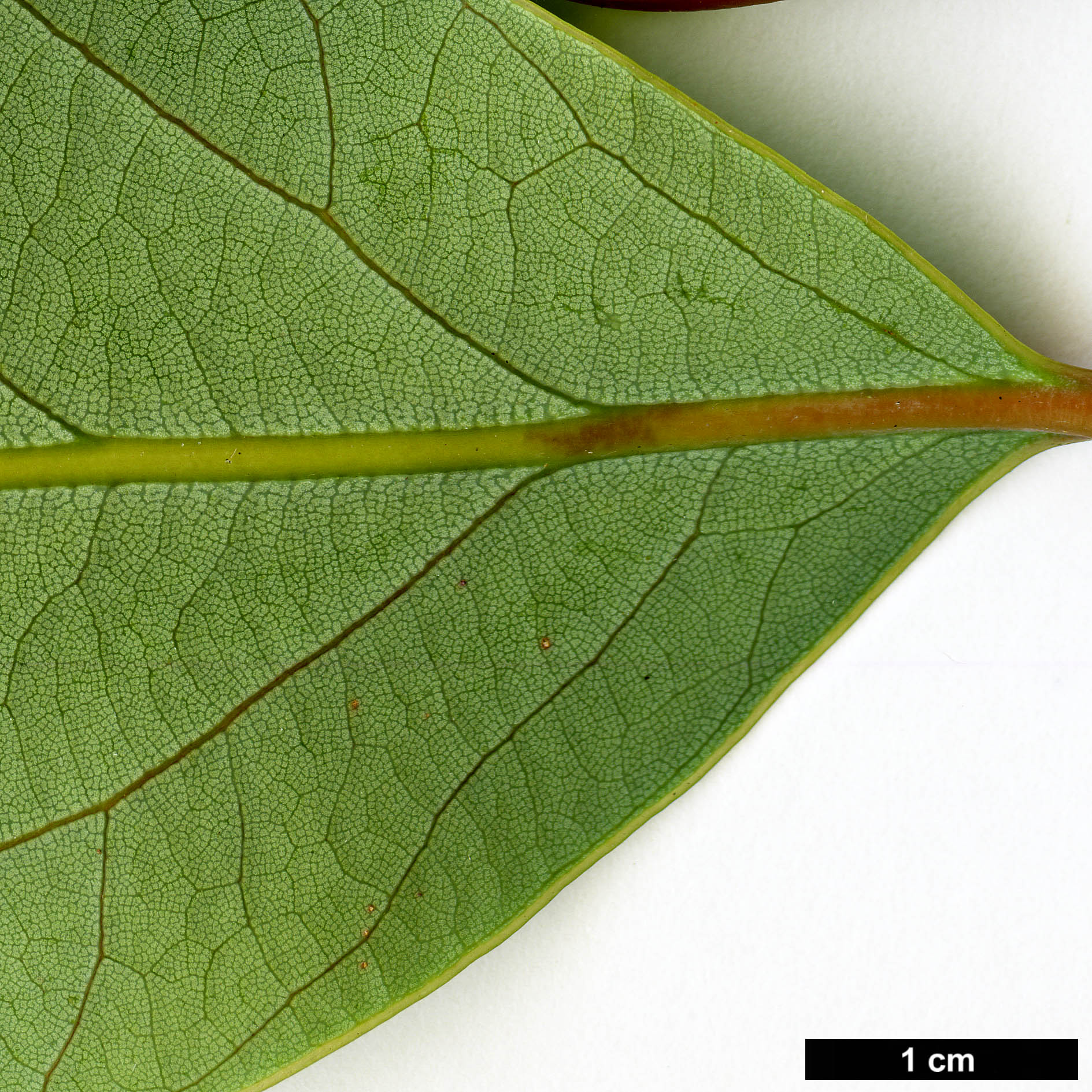 High resolution image: Family: Lauraceae - Genus: Alseodaphne - Taxon: cfr. utillis